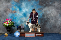 Border Collie #7 Fri WB BOW BP MAJ Judge Eric Liebes