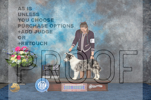 Border Collie #7 Fri WB BOW BP MAJ Judge Eric LiebesMJP_4181_HOUSTON_2023_HR3