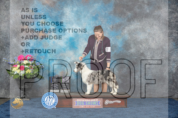 Border Collie #7 Fri WB BOW BP MAJ Judge Eric LiebesMJP_4191_HOUSTON_2023_HR3