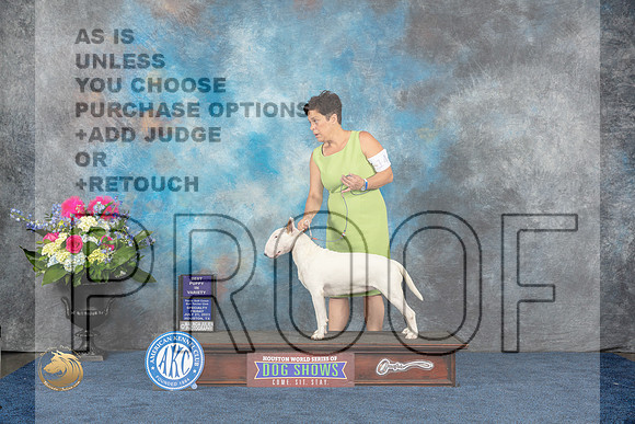 Bull TErrier White #14 Fri BP Judge Tony IngramMJP_4430_HOUSTON_2023_HR3