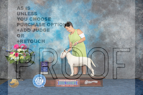Bull TErrier White #14 Fri BP Judge Tony IngramMJP_4436_HOUSTON_2023_HR3