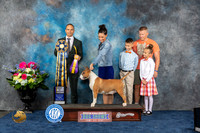 Bull Terrier #10 Fri BOV Judge Tony Ingram