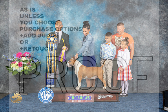 Bull Terrier #10 Fri BOV Judge Tony IngramMJP_3943_HOUSTON_2023_HR3