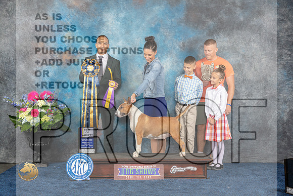 Bull Terrier #10 Fri BOV Judge Tony IngramMJP_3944_HOUSTON_2023_HR3