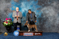 Bull Terrier Colored #15 Fri PG2 Judge Rick Fowler