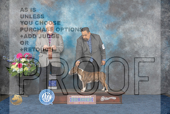 Bull Terrier Colored #15 Fri PG2 Judge Rick FowlerMJP_4421_HOUSTON_2023_HR3