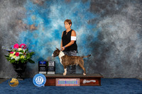 Bull Terrier Colored #15 Fri WD BOW BP Judge Tony Ingram