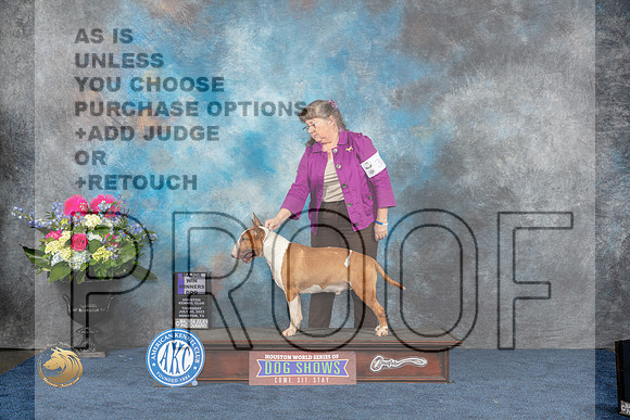 Bull Terrier Colored #19 Thurs WB MAJ Judge Duff Harris rMJP_4010_HOUSTON_2023_HR3