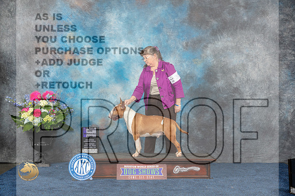 Bull Terrier Colored #19 Thurs WB MAJ Judge Duff Harris rMJP_4013_HOUSTON_2023_HR3