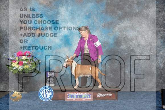 Bull Terrier Colored #19 Thurs WB MAJ Judge Duff Harris rMJP_4014_HOUSTON_2023_HR3
