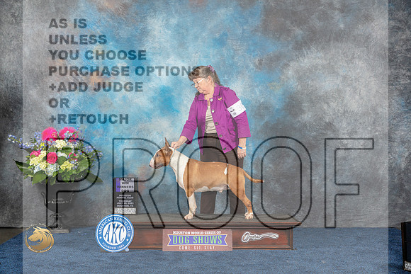 Bull Terrier Colored #19 Thurs WB MAJ Judge Duff Harris rMJP_4016_HOUSTON_2023_HR3