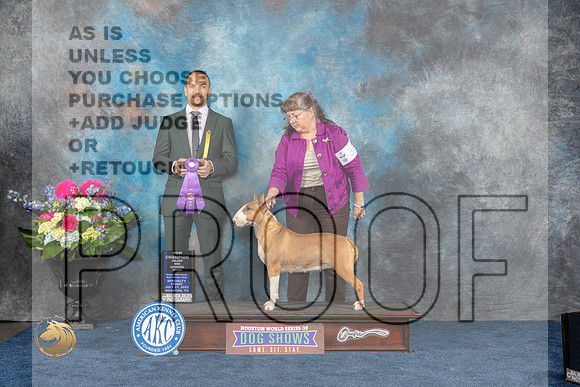Bull Terrier Colored #26 Fri WB NC MAJ Judge Tony IngramMJP_3971_HOUSTON_2023_HR3
