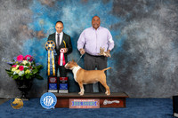 Bull Terrier Colored #9 Fri BO OHBOB MAJ Judge Tony Ingram