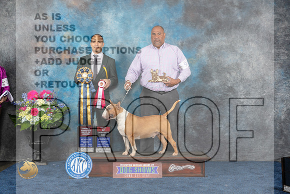 Bull Terrier Colored #9 Fri BO OHBOB MAJ Judge Tony IngramMJP_3932_HOUSTON_2023_HR3