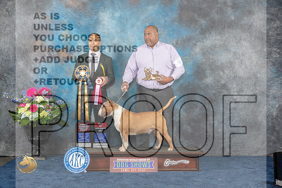Bull Terrier Colored #9 Fri BO OHBOB MAJ Judge Tony IngramMJP_3935_HOUSTON_2023_HR3