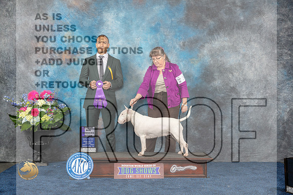 Bull Terrier White #20 Fri WB Judge Tony IngramMJP_3947_HOUSTON_2023_HR3
