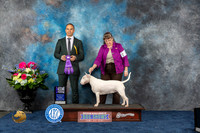 Bull Terrier White #20 Fri WB Judge Tony Ingram