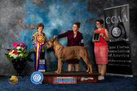 Cane Corso #17 Fri BOB Judge Pat Trotter