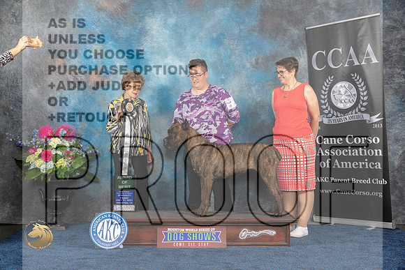 Cane Corso #26 Fri AOM Judge Pat TrotterMJP_4376_HOUSTON_2023_HR3