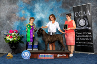 Cane Corso #42 Fri WBBBE Judge Pat Trotter