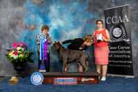 Cane Corso #45 FRi WBBOWM Judge Pat Trotter
