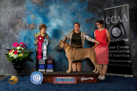 Cane Corso #6 Fri SBOHBOB Judge Pat Trotter