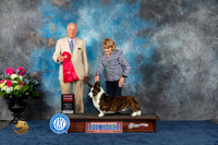Cardigan Welsh Corgi #11  Fri G2 Judge Eric Liebes