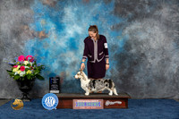 Cardigan Welsh Corgi #30 Fri WB NC MAJ Judge Joan Liebes