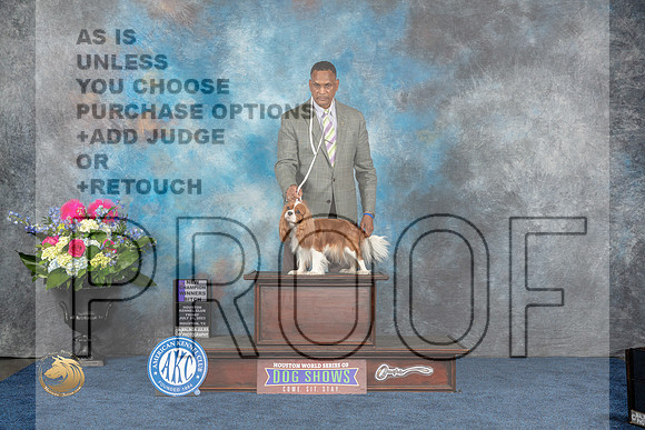 Cavalier King Charles Spaniel #6 Fri WB NC Judge Raymond FilburnMJP_3883_HOUSTON_2023_HR3