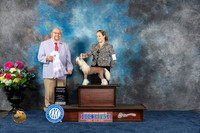 Chinese Crested #10 Fri G4 Judge Ray Filburn Jr