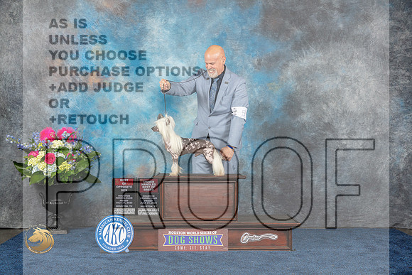 Chinese Crested #5 Fri BOS BOBOH Judge Raymond Filburn JrMJP_3793_HOUSTON_2023_HR3