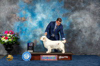 Clumber Spaniel #14 Fri WB MAJ Judge Brit Jung