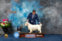 Clumber Spaniel #7 Fri WD BOW MAJ Judge Brit Jung