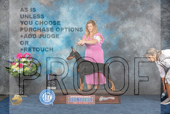 Doberman Pinscher #52 Wed WB Judge Adrian WoodforkMJP_3762_HOUSTON_2023_HR3