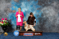 English Cocker #5 Fri G4 Judge Cheryl Patterson