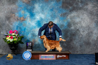 English Cocker Spaniel #25 Fri WD MAJ Judge Del Richards