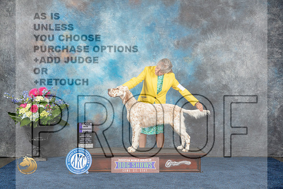 English Setter #11 Thurs WD MAJ Judge Cindy Lane rMJP_3624_HOUSTON_2023_HR3