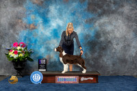 English Springer Spaniel #18 Fri WB MAJ Judge Brit Jung