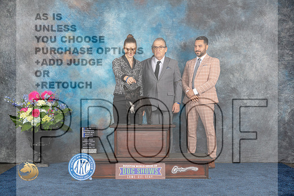 French Bulldog #32 Fri WB BOW MAJ NC Judge Charles OlvisMJP_3731_HOUSTON_2023_HR3
