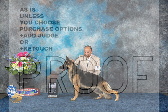 German Shepherd Dog #30 Fri SB NGC Judge Eric LiebesMJP_3584_HOUSTON_2023_HR3