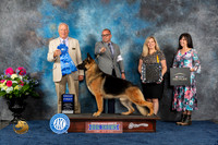 German Shepherd Dog #7 Fri G1 Judge Eric Liebes