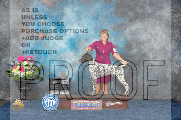 German Shorthaired Pointer #25 Fri WD BOW BP MAJ Judge Cheryl PatersonMJP_3692_HOUSTON_2023_HR3