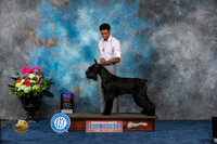 Giant Schnauzer #5 Fri BOB OHBOB Judge Donnelle Richards