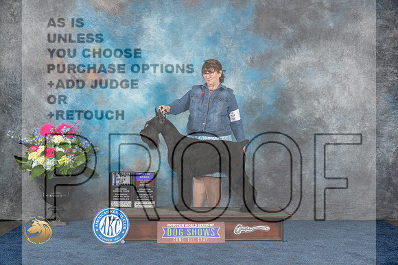 Giant Schnauzer #5 Thurs BOB OHBOB BOW WB Judge Joe DeleoMJP_4052_HOUSTON_2023_HR3
