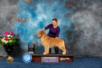 Golden Retriever #11 Fri SD Judge Joan Liebes
