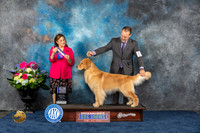 Golden Retriever #35 Fri BOW WD Judge Joan Liebes