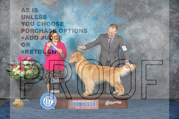 Golden Retriever #35 Fri BOW WD Judge Joan LiebesMJP_4235_HOUSTON_2023_HR3
