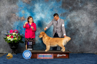 Golden Retriever #6 Fri WB MAJ Judge Joan Liebes