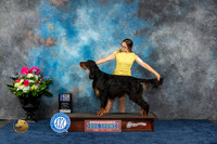 Gordon Setter #5 Fri WD BOW OH Judge Cheryl Paterson