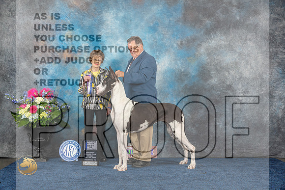 Great Dane #12 Fri WBBOW Judge Pat TrotterMJP_4392_HOUSTON_2023_HR3